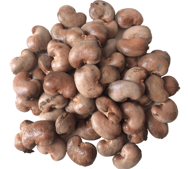 RAW CASHEW NUT