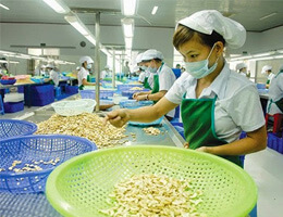 xuat khau hat dieu dang chiu suc ep tu viec ban hang cua viet nam1528882619